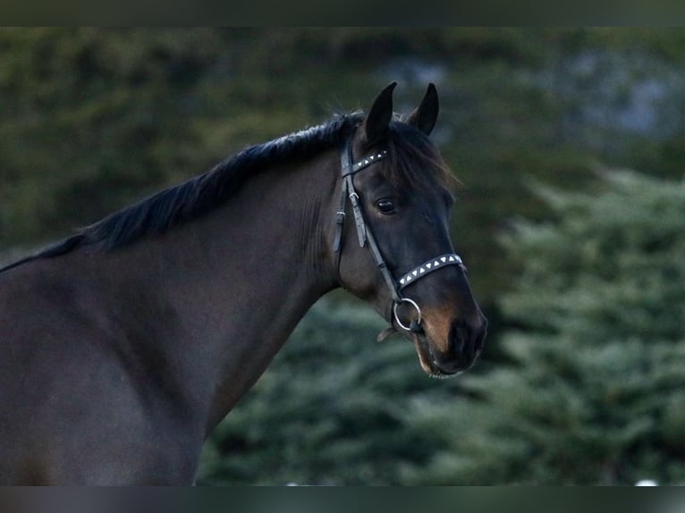 Tuigpaard Wallach 6 Jahre Dunkelbrauner in Lebanon