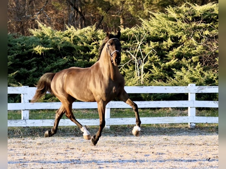 Tuigpaard Wallach 6 Jahre Dunkelbrauner in Lebanon