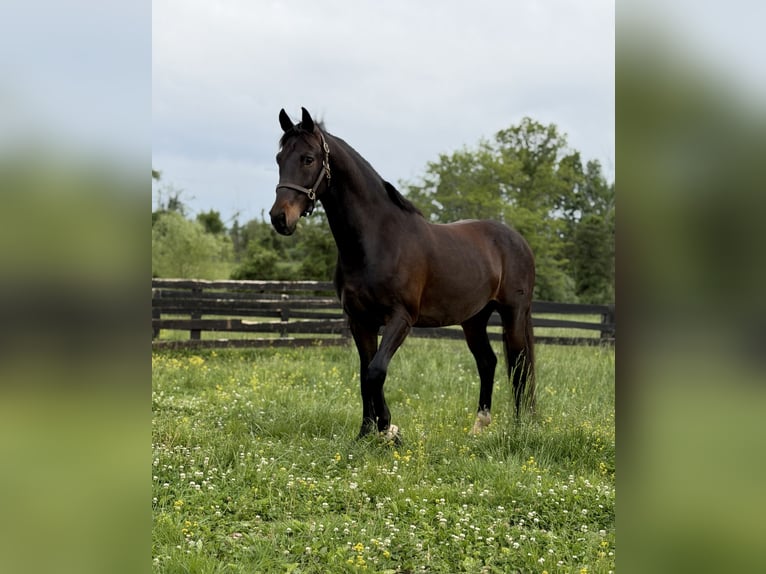 Tuigpaard Wallach 6 Jahre Dunkelbrauner in Lebanon