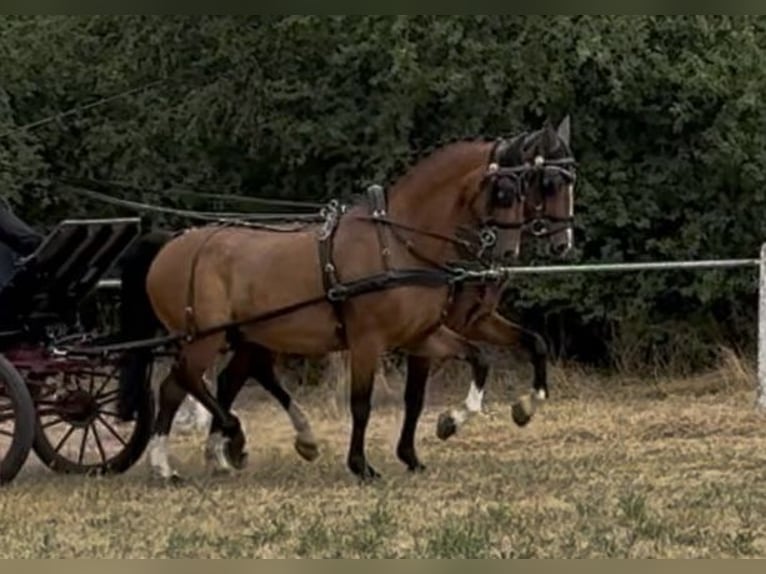 Tuigpaard Wallach 9 Jahre 165 cm Brauner in Bruchsal