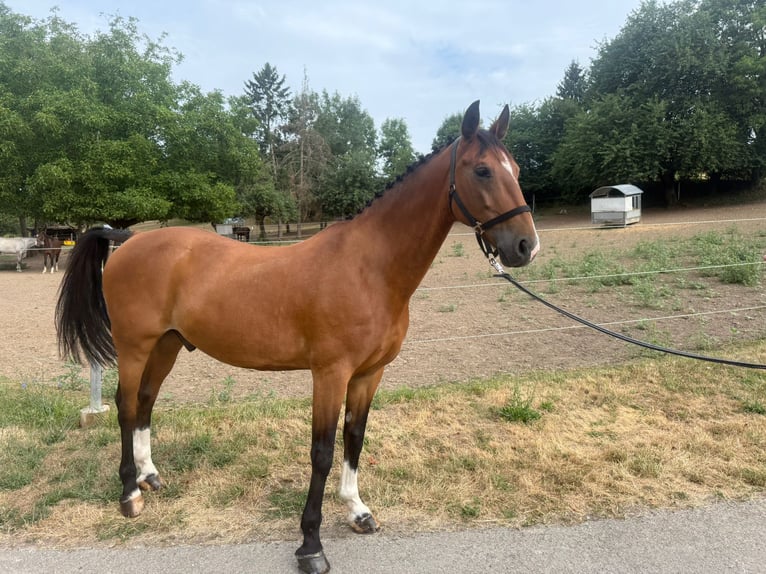 Tuigpaard Wallach 9 Jahre 165 cm Brauner in Bruchsal