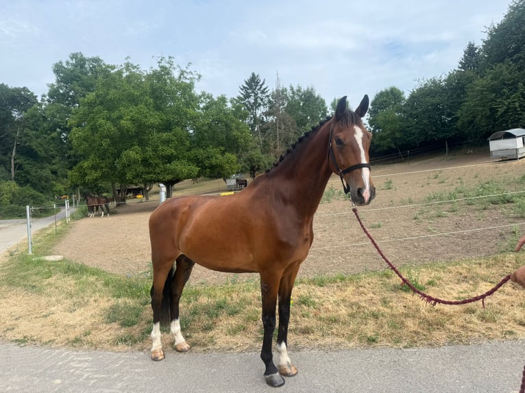 Tuigpaard Wallach 9 Jahre 165 cm Brauner in Bruchsal