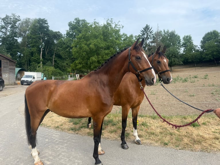 Tuigpaard Wallach 9 Jahre 165 cm Brauner in Bruchsal