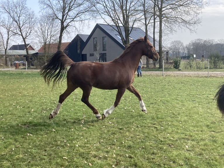 Tuigpaard Yegua 11 años 165 cm Alazán in Mander