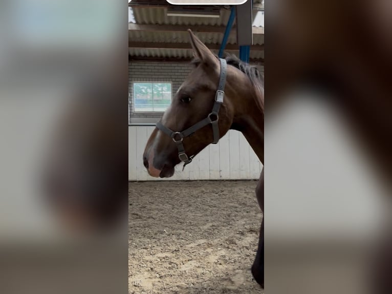 Tuigpaard Mestizo Yegua 3 años 155 cm Castaño in Den Dungen