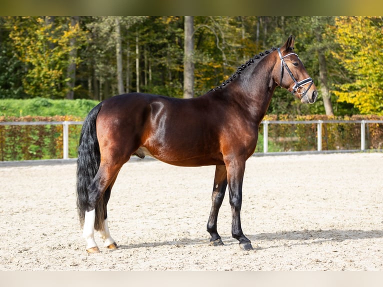 Tungt varmblod Hingst 2 år Brun in Moritzburg