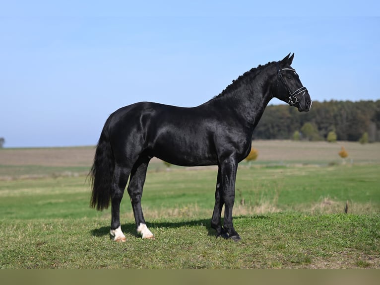 Tungt varmblod Hingst 2 år Rökfärgad svart in Moritzburg