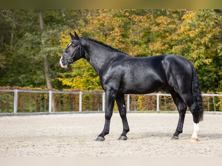 Tungt varmblod Hingst 2 år Svart in Moritzburg