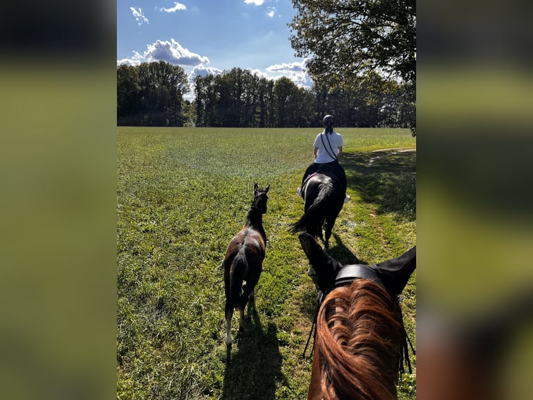 Tungt varmblod Hingst Föl (04/2024) 160 cm Svart in Zwickau