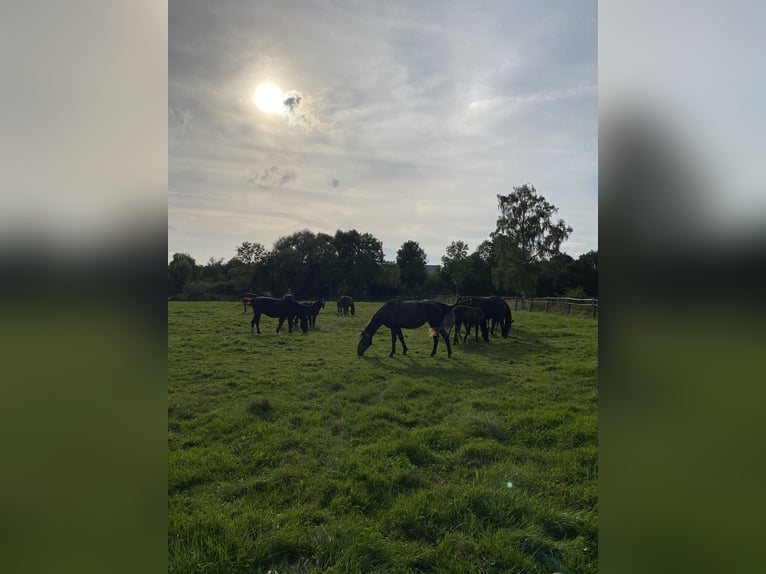 Tungt varmblod Hingst Föl (04/2024) 165 cm Svart in Ascheberg