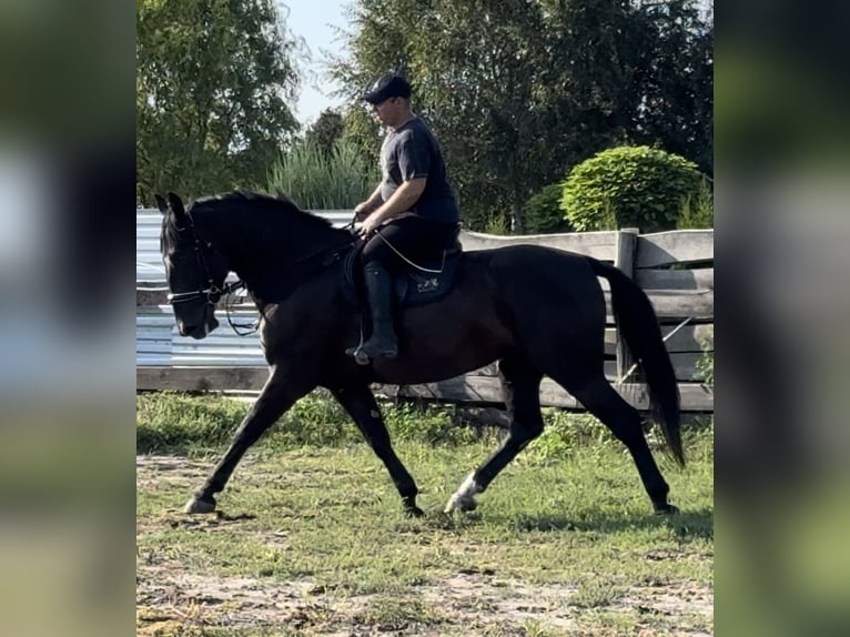 Tungt varmblod Sto 4 år 165 cm Svart in Leer (Ostfriesland)Leer