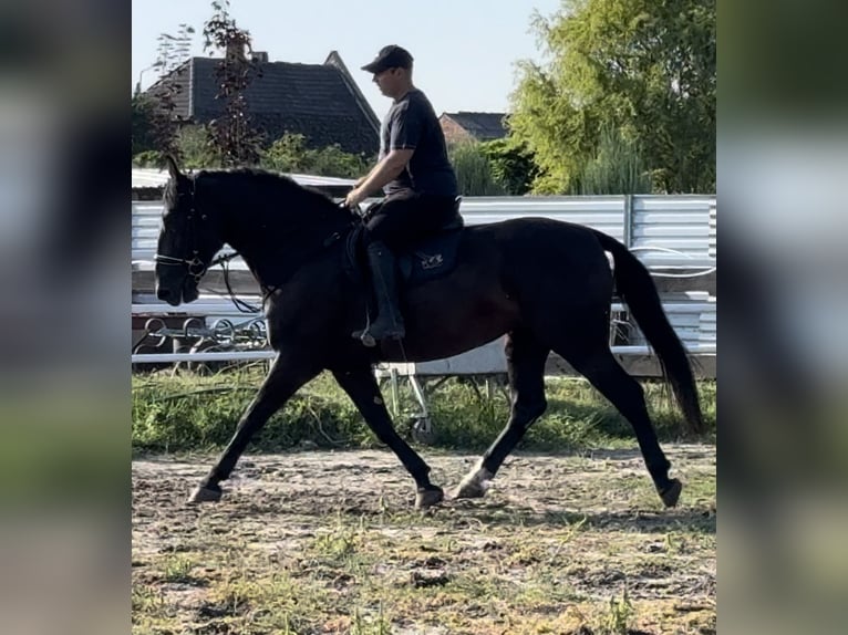 Tungt varmblod Sto 4 år 165 cm Svart in Leer (Ostfriesland)Leer