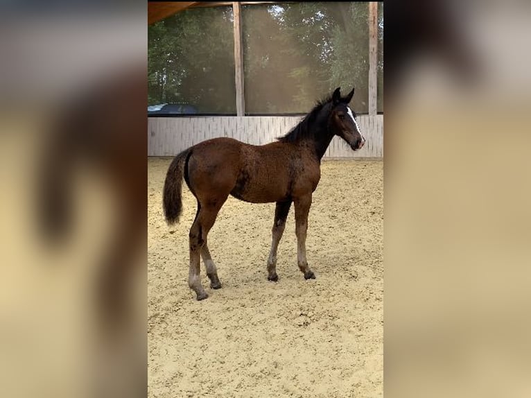 Tungt varmblod Sto Föl (04/2024) 165 cm Svart in Ascheberg