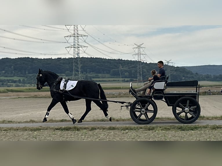 Tungt varmblod Valack 3 år 166 cm Mörkbrun in Riedlingen