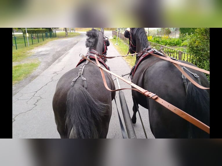 Tungt varmblod Valack 4 år 164 cm Grå-mörk-brun in Kamenz