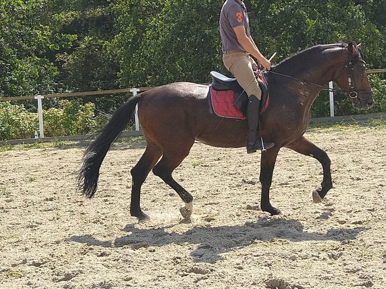 Tungt varmblod Valack 4 år 168 cm Mörkbrun in Kamenz