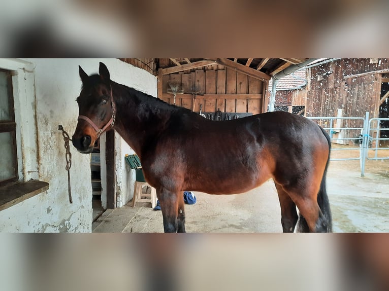 Turco/Kabardino Yegua 22 años 159 cm Castaño in Rottenburg an der Laaber