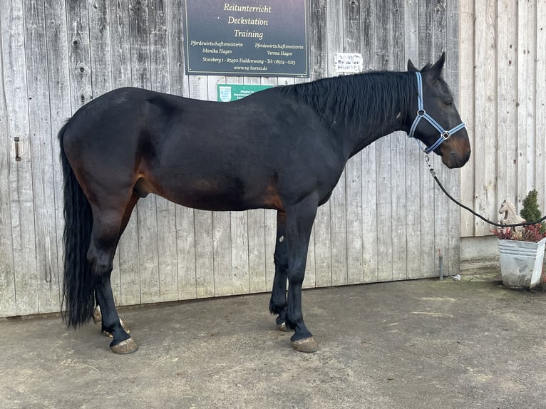 Turco/Kabardino Caballo castrado 13 años 160 cm Castaño oscuro in Haldenwang
