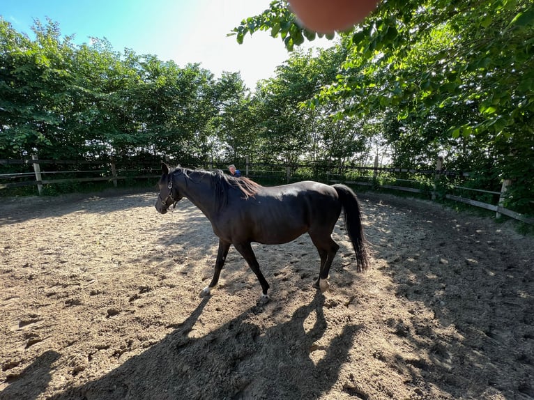 Turco/Kabardino Caballo castrado 17 años 153 cm Morcillo in Lütjenholm