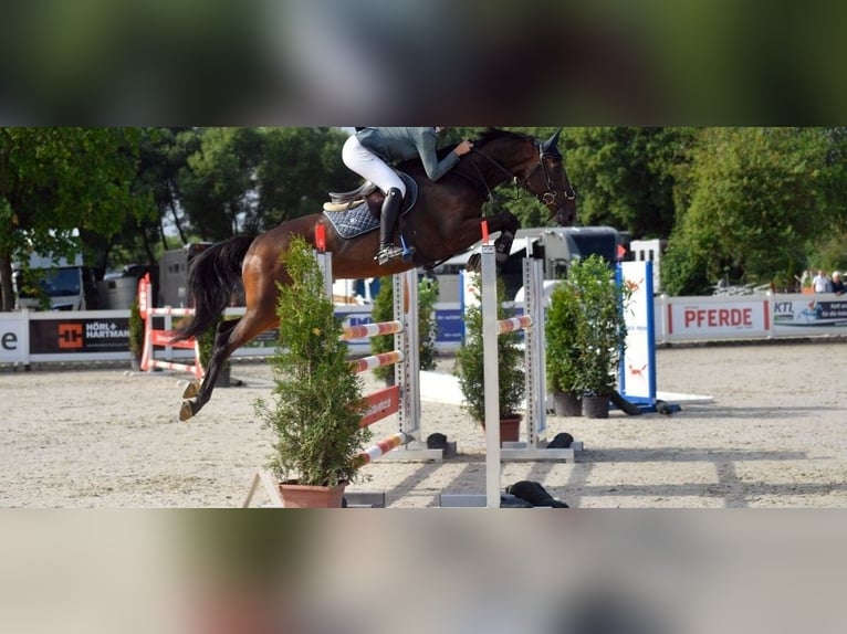 Turingio Castrone 10 Anni 163 cm Baio in Moorenweis