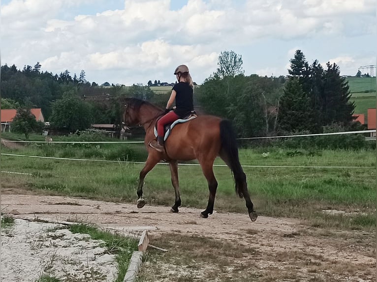 Turingio Castrone 4 Anni 176 cm Baio in Eisenberg