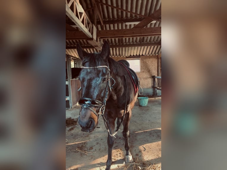 Turingio Castrone 5 Anni 165 cm Baio roano in Fijnaart