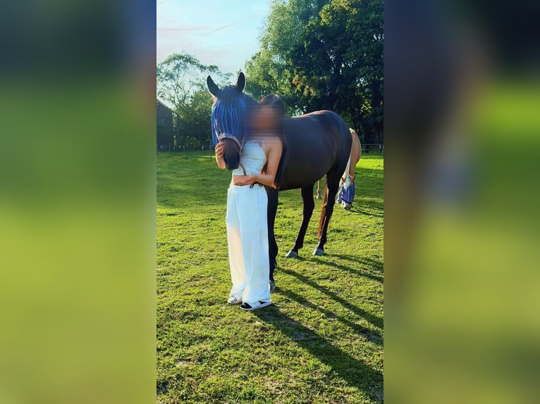 Turingio Castrone 5 Anni 165 cm Baio roano in Fijnaart