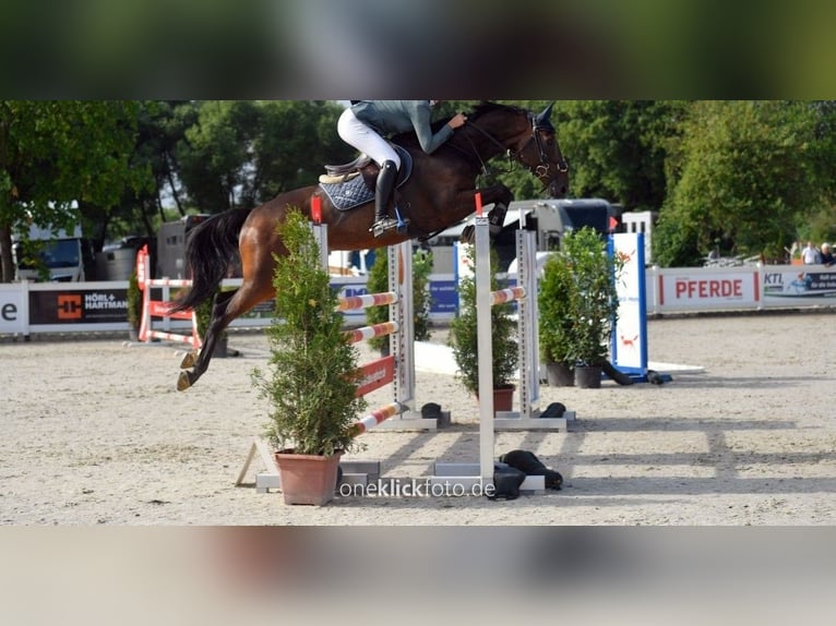 Turingio Castrone 9 Anni 163 cm Baio in Moorenweis