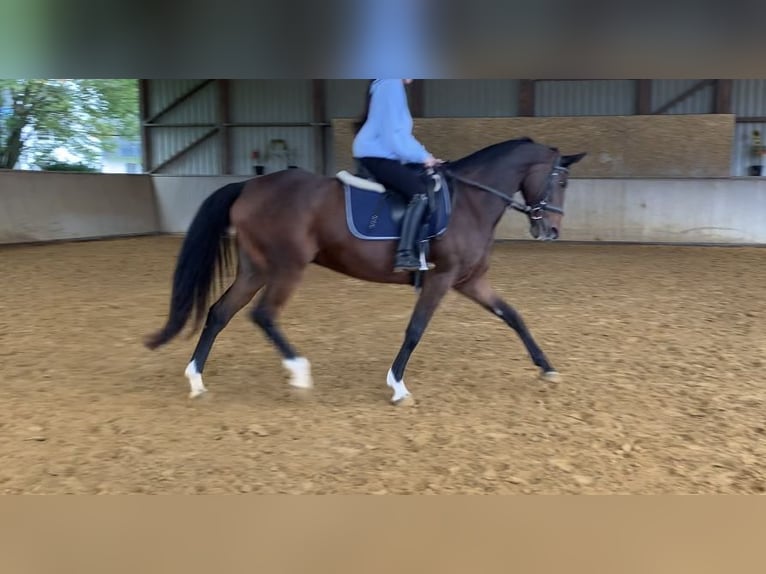 Turingio Giumenta 17 Anni 163 cm Baio in Fuldabr&#xFC;ck