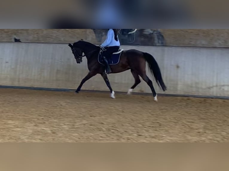 Turingio Giumenta 17 Anni 163 cm Baio in Fuldabr&#xFC;ck