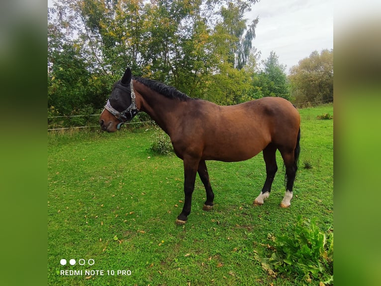 Turingio Giumenta 20 Anni 165 cm Baio in Amt Creuzburg OT Mihla