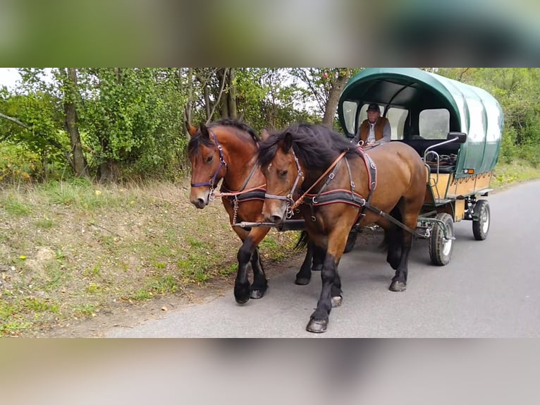 Turingiosassone da tiro Giumenta 4 Anni 165 cm Baio in Kamenz