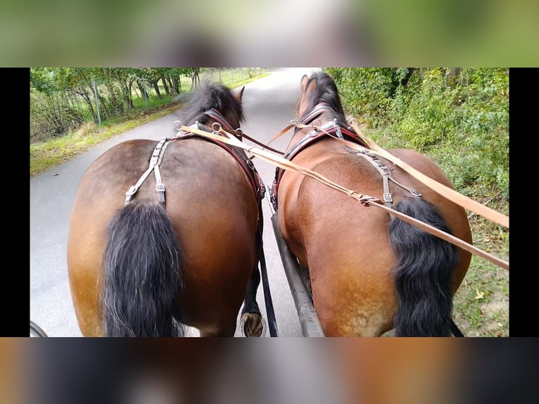 Turingiosassone da tiro Giumenta 4 Anni 165 cm Baio in Kamenz