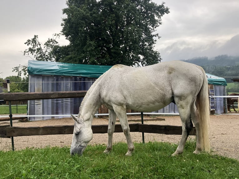 Turk Hongre 17 Ans 150 cm Gris moucheté in Anthering