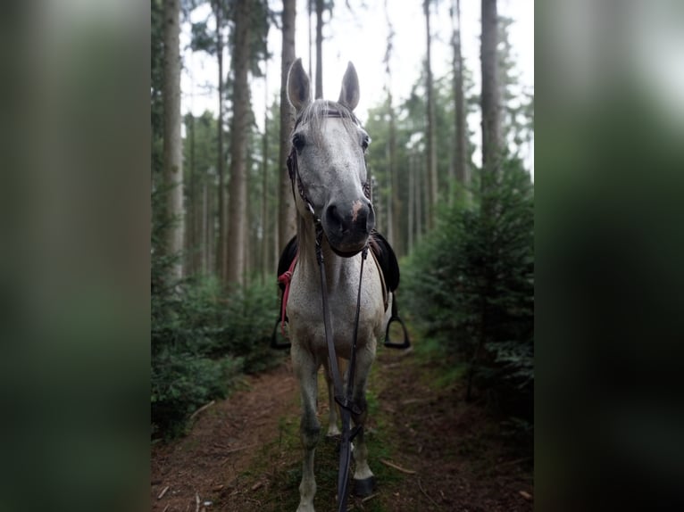Turk Hongre 17 Ans 150 cm Gris moucheté in Anthering