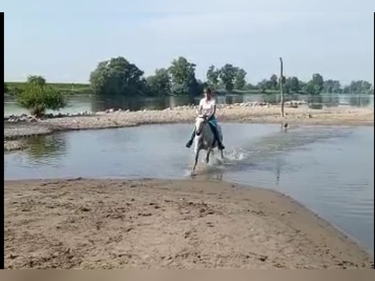 Turk Hongre 17 Ans 150 cm Gris moucheté in Anthering