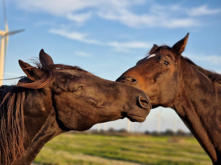 Turk Hongre 17 Ans 153 cm Bai brun foncé in Lütjenholm