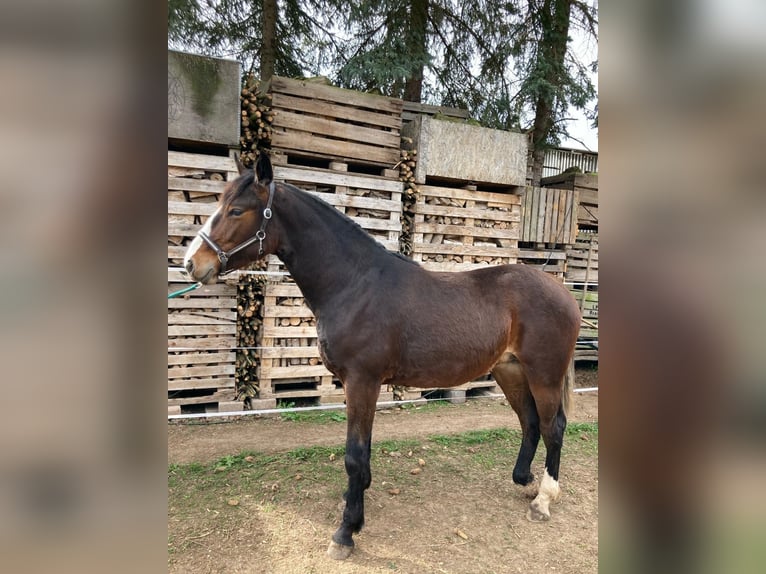 Turyngijski koń gorącokrwisty Klacz 1 Rok 150 cm Jasnogniada in Nottertal-Heilinger Höhen