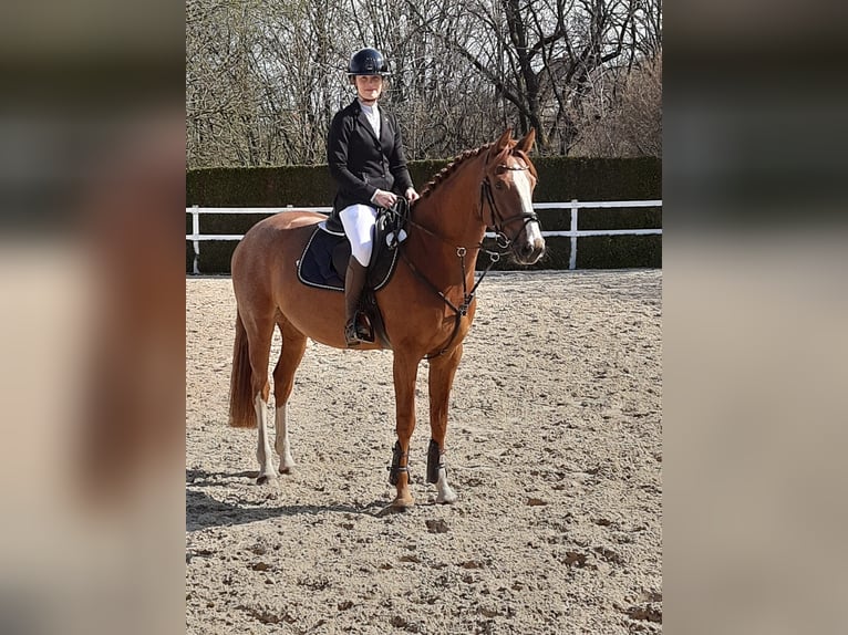 Turyngijski koń gorącokrwisty Klacz 5 lat 166 cm Kasztanowata in Ilmenau