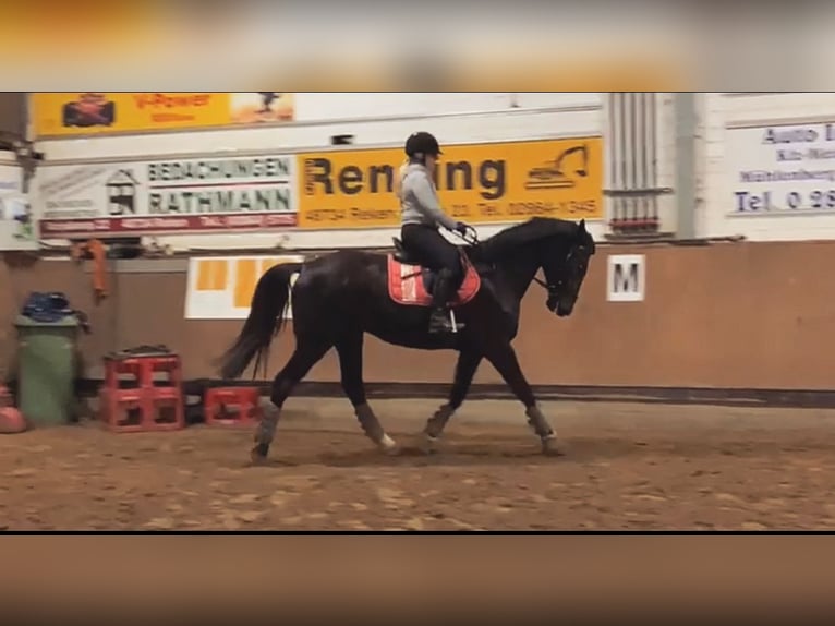 Turyngijski koń gorącokrwisty Ogier 6 lat 164 cm Skarogniada in Reken