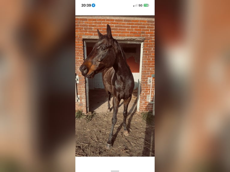 Turyngijski koń gorącokrwisty Wałach 5 lat 165 cm Gniadodereszowata in Fijnaart