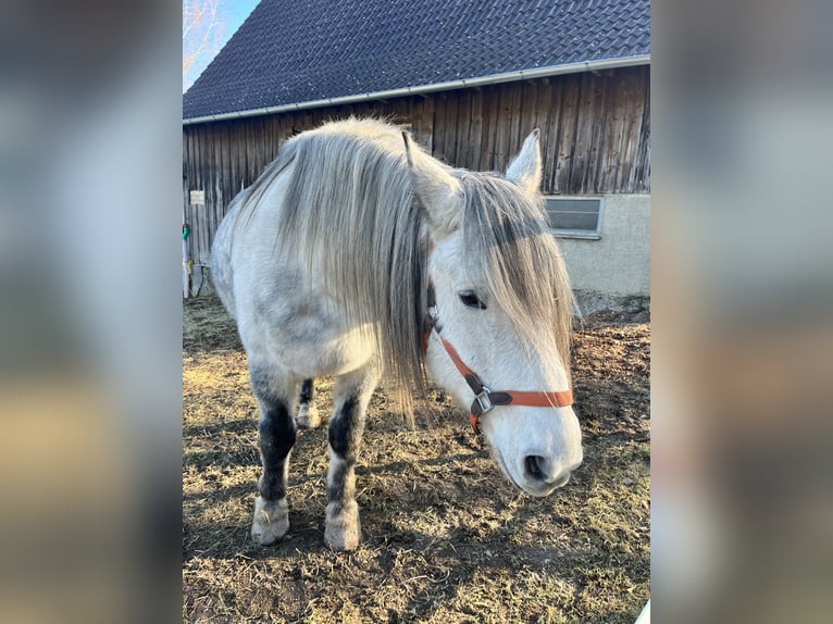 Turyngijski koń gorącokrwisty Wałach 9 lat 163 cm Siwa jabłkowita in Frickingen