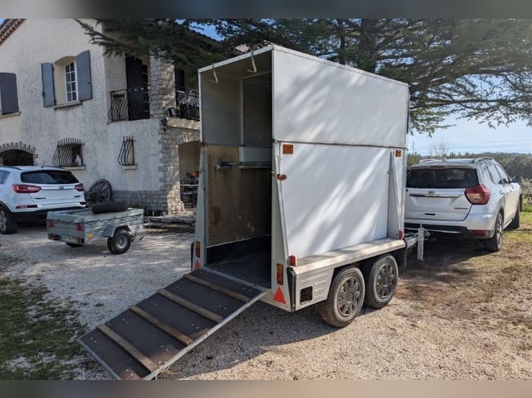 Paard Westfalia, 1200 kg, te schenken