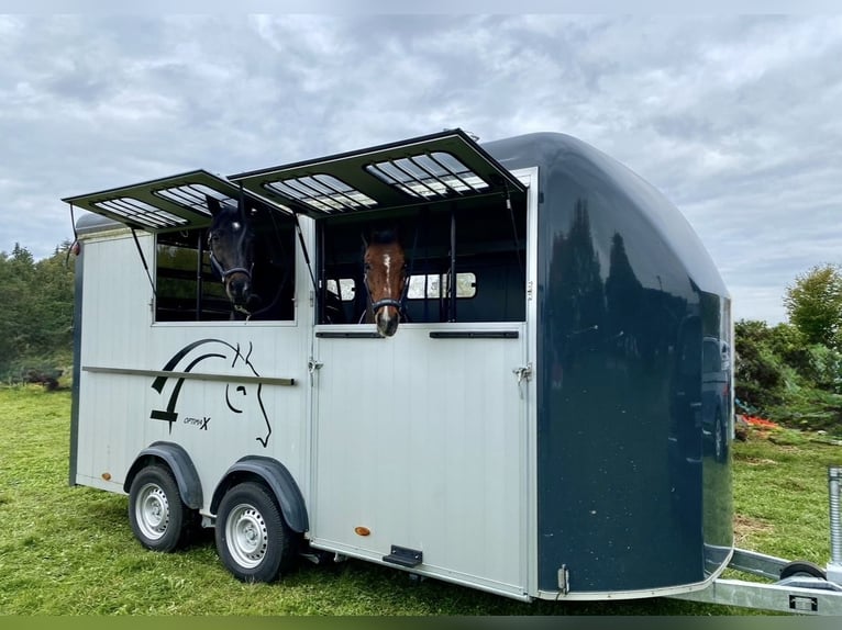 Paardentrailer Cheval Liberté Optimax