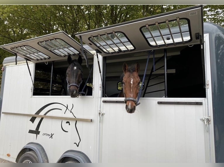 Paardentrailer Cheval Liberté Optimax