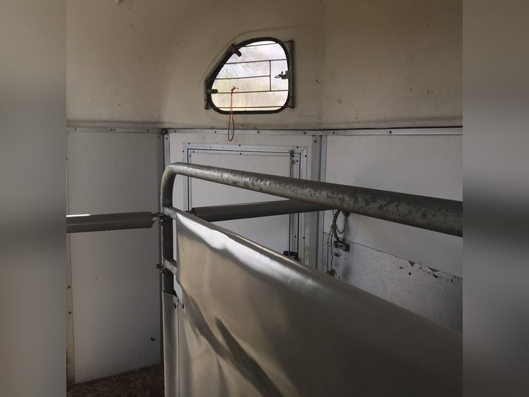 Vrijheidsdressuurpaard voor twee paarden