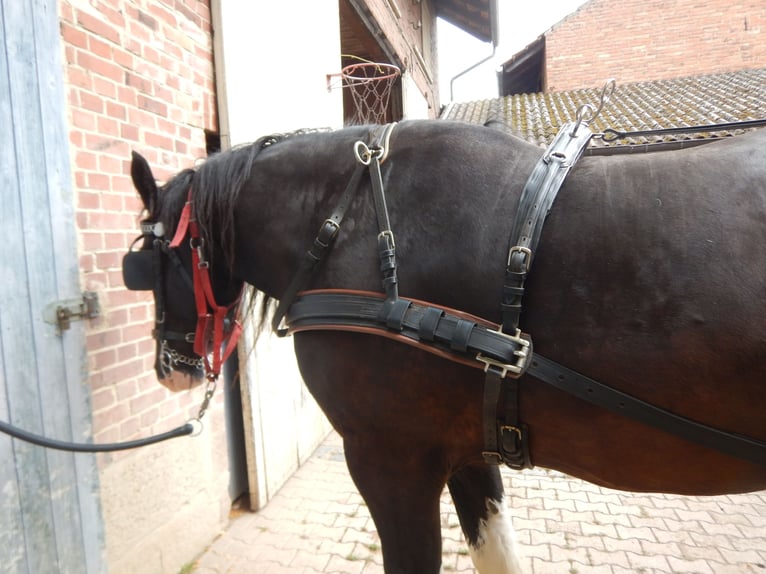 Twee-spanner tuig voor sterke koudbloeden