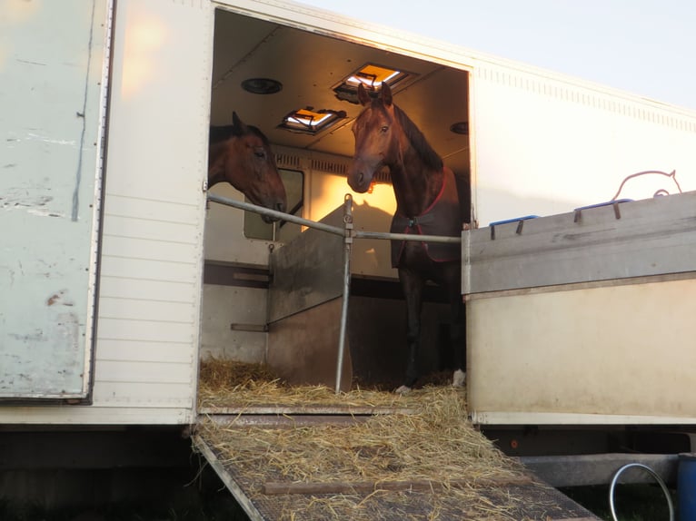 MAN paardentransporter met stalzeil zonder keuring