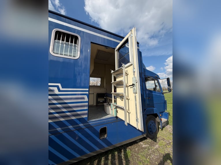 Paardentransporter 814 Mercedes met H-registratie voor 4 paarden. Nieuwe keuring.
