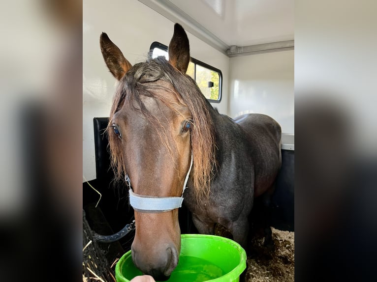 Transport van paarden / Paardentransport / Paardenvervoer